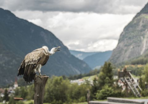 The Umhausen Birds of Prey Park is located right next to the Ötzi Village and the Umhausen swimming lake. Around 30 animals from 15 different species of birds of prey live in the 5,000 m² area at the foot of the Stuiben Falls. Experience one of the daily flight demonstrations.