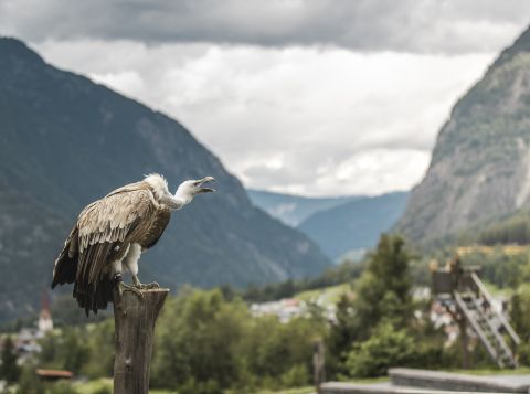 Ptačí park Umhausen se nachází hned vedle vesničky Ötzi a jezera Umhausen, kde se dá koupat. Na ploše 5 000 m² na úpatí Stuibenských vodopádů žije přibližně 30 zvířat z 15 různých druhů dravých ptáků. Zažijte jednu z denních letových ukázek.