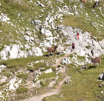 Trail Revier Allgäuer Alpen