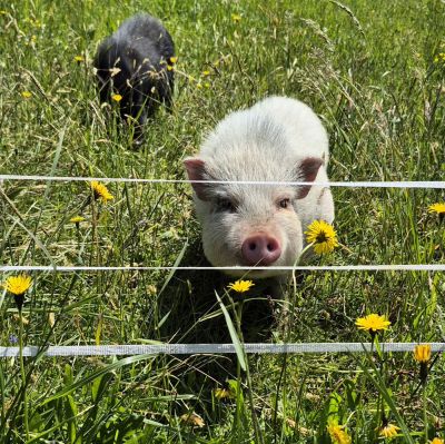 Auf eine schöne Sommersaison! 🐽