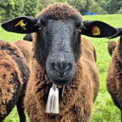 tierische Begegnung in Gortipohl 🐑