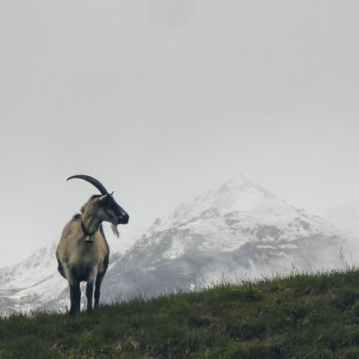 Goat of Montafon 🐐