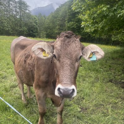 eine Bewohnerin von Gaschurn 🥰
