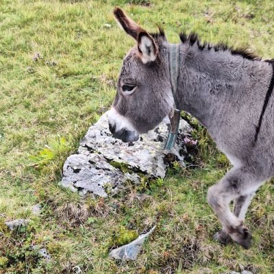 Nur Esel am Berg 😃