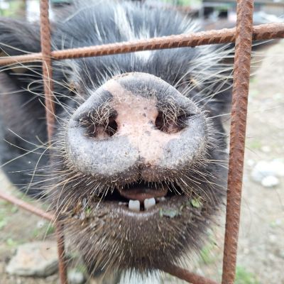 Schwein gehabt