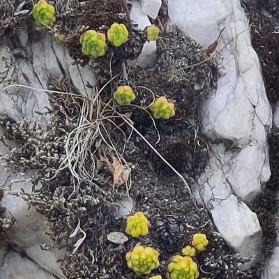 Überlebenskünstler auf 2000m Hohe