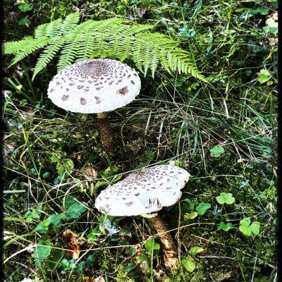 Pilze