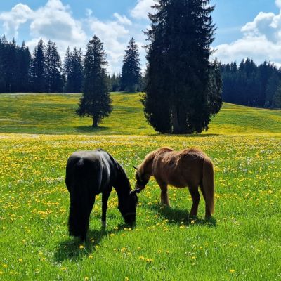 Sommerliche Grüße aus Nesselwang;)