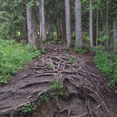 Der Wurzelweg✨️✨️