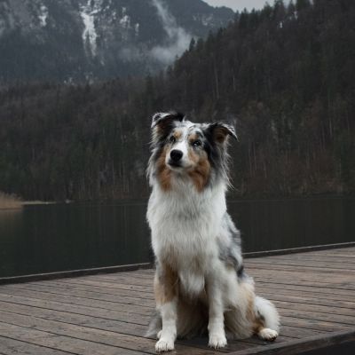 Schwanensee 🦢