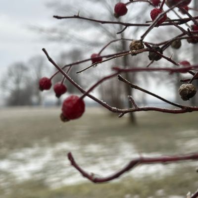 Smiley Ice Berries - ❄️ 😊