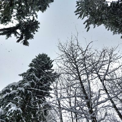 Das ist ja der Wipfel!