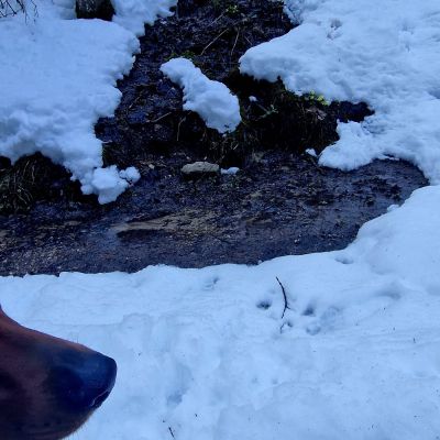 Schnuppernase im Allgäu 🥰