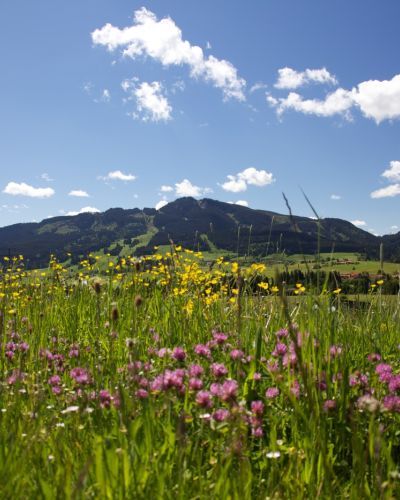 Alpspitzblick Duftende Blumenwiesen und toller Bergblick