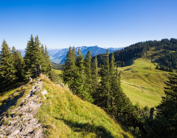 Grüne Wiesen in den Allgäuer Alpen
