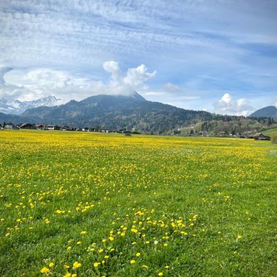 Gelber Löwenzahn, bis zum Horizont