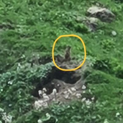 Mein erstes freilebendes Murmeltier. 

Aufgenommen im Dietersbachtal. Ohne seine Pfiffe hätte ich es nie gefunden.
Durchs Fernglas sehr gut zu sehen, die Handykamera hat geschwächelt.
