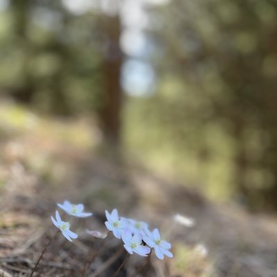 Frühling1