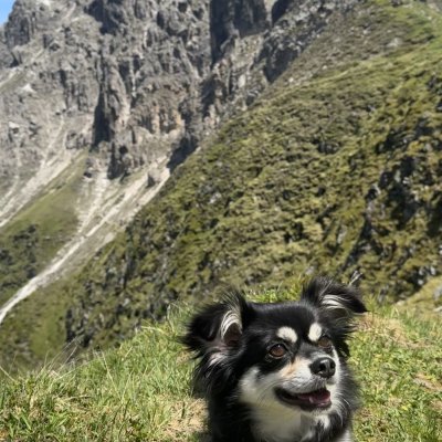 Luna, der Alpen-Chihuahua