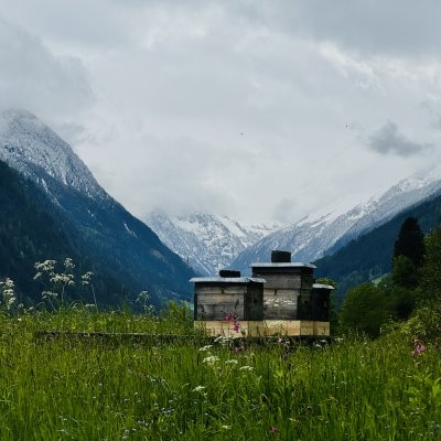 Bienen im Stubaital