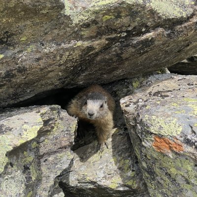 Kleiner Murmel oberhalb der Dresdner Hütte