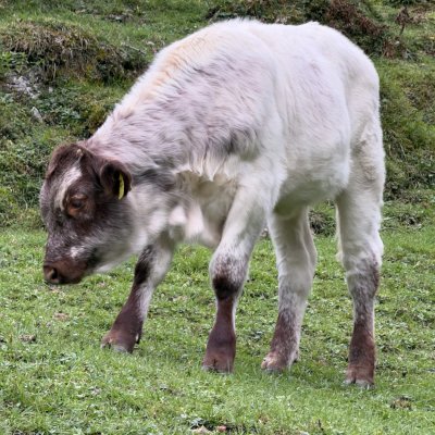 🐄🐮
