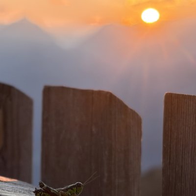 Sonnenuntergang an der Kellerjochhütte, und in der ersten Reihe, um den Moment zu genießen: ein kleines Insekt