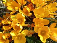 Krokus