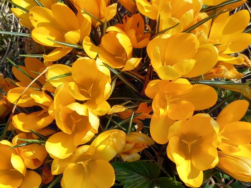 Krokus