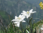 Edelweiß