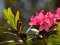 Alpenrose