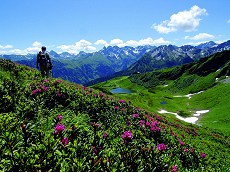 Alpenrosenblüte am Fellhorn