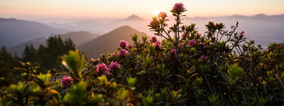 Blühende Pflanzen im Vordergrund silhouettieren gegen den Sonnenaufgang hinter den Bergen in den frühen Morgenstunden.