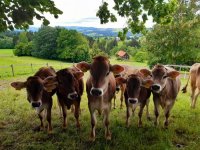 Krabbelgruppe vom Ferienhof Fehr