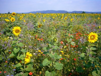 So sieht unsere Bienenwiese 2021 in Isny aus.