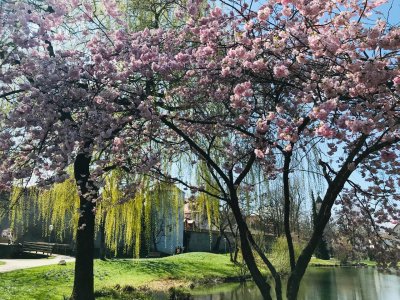 Im April und Mai erblüht der Isnyer Kurpark wie im Märchenfilm.