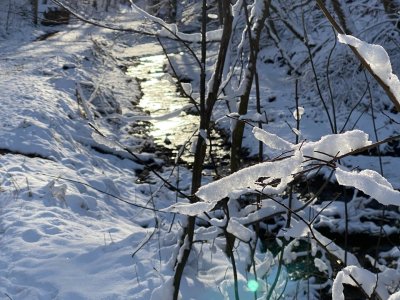 Wenn es frisch geschneit hat durch den Wald zu wandern ist herrlich.