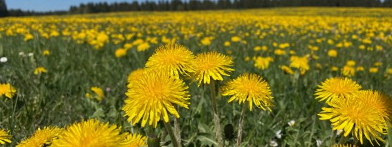 Löwenzahnblüte in Beuren