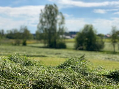 Der duft von frisch gemähtem Gras gehört zu einem Landurlaub min Allgäu dazu.