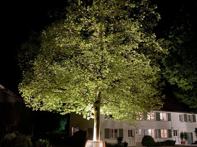 Sie strahlt Ruhe aus, spendet Schatten und verändert Ihr Aussehen im Laufe der Jahreszeiten.