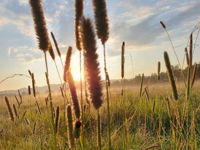 Rund um das Hofgut Halder bei Isny erwartet die Gäste viel Natur und Idylle.