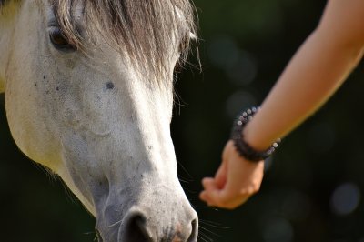 Pferd mit Hand