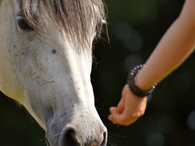 Pferd mit Hand