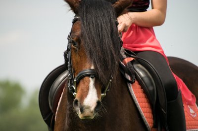 Reiten