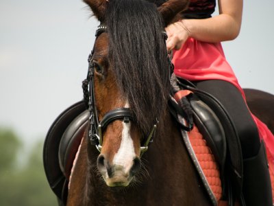 Reiten