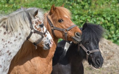 Ponys