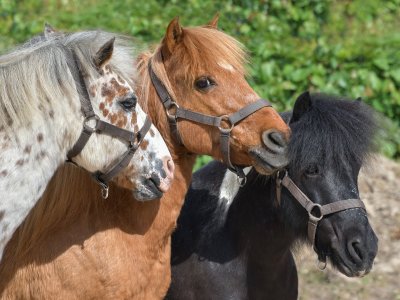 Ponys