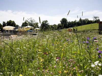 Max Wild ARENA im Sommer