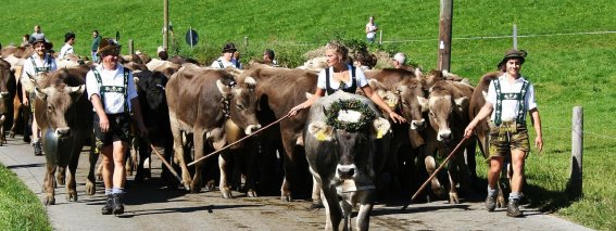 Viehscheid