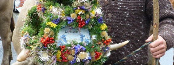 Ist der Alpsommer unfallfrei verlaufen, darf der Hirte mit dem geschmückten Kranzrind die Herde anführen.